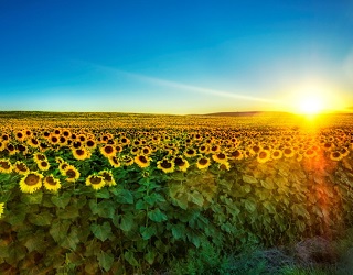 Через пізню посівну в Україні можуть зрости площі під соняшником